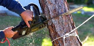 Best Fruit Tree Pruning  in Matoaca, VA