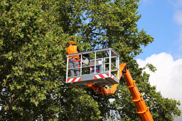 Best Utility Line Clearance  in Matoaca, VA