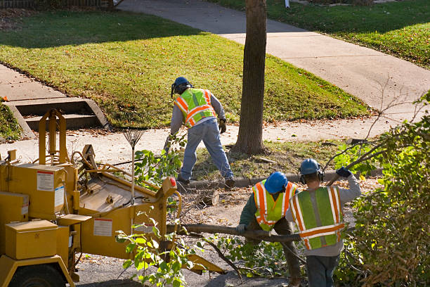 Best Arborist Consultation Services  in Matoaca, VA