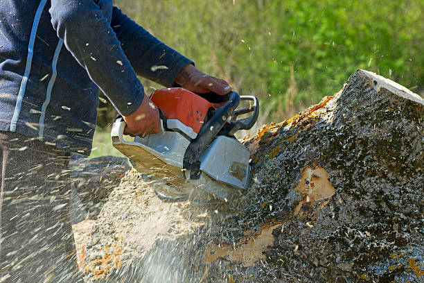 Best Hazardous Tree Removal  in Matoaca, VA