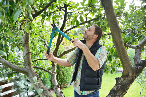 Best Hedge Trimming  in Matoaca, VA